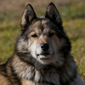 �������� ��������