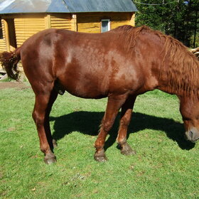 �������� ��������