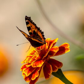 �������