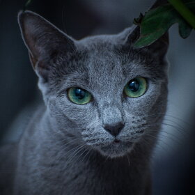 ���� ��������