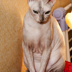 �������� ��������