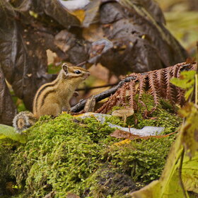 ���� ��������