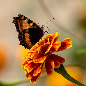 �������