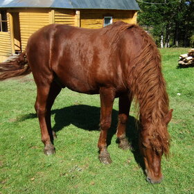 �������� ��������