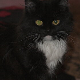 �������� ��������