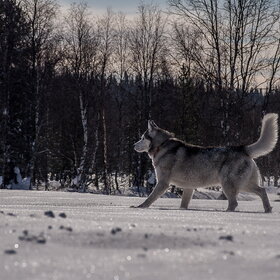 �������� ��������