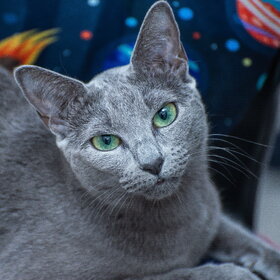 �������� ��������