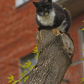 �������� ��������