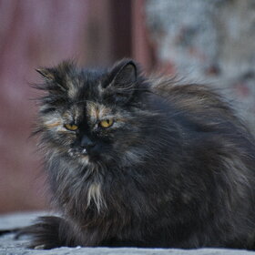 �������� ��������