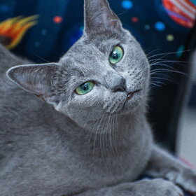 �������� ��������