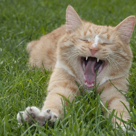 �������� ��������