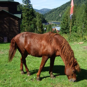 �������� ��������