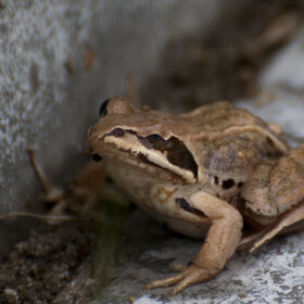 ���� ��������