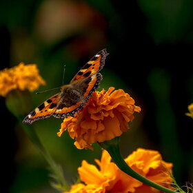 �������