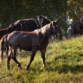 �������� ��������