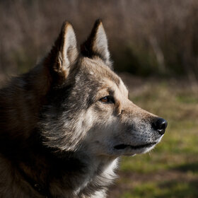 �������� ��������