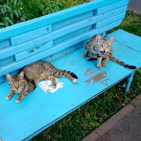 �������� ��������