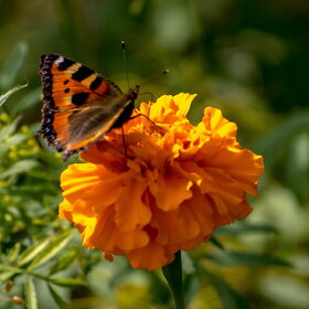 �������