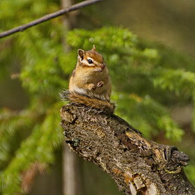 ���� ��������