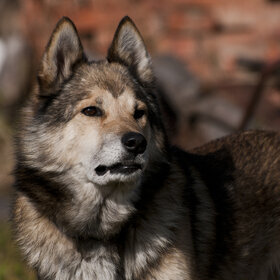 �������� ��������