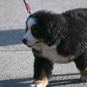 �������� ��������