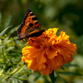 �������