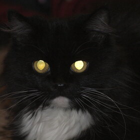 �������� ��������