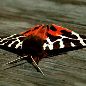 �������