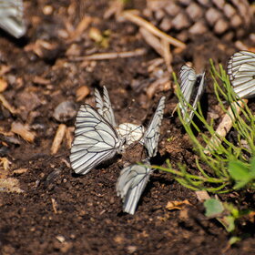 �������