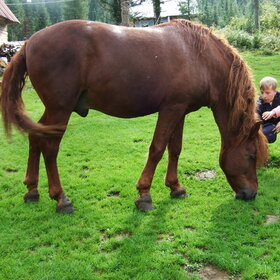 �������� ��������