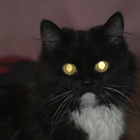 �������� ��������