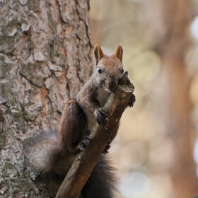 ���� ��������