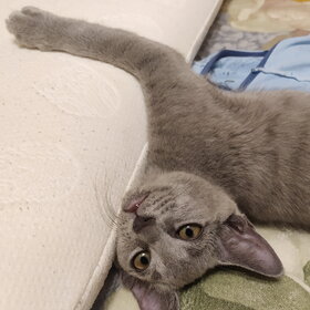 �������� ��������