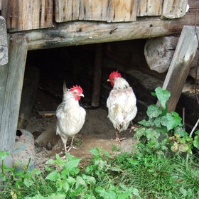 �������� ��������