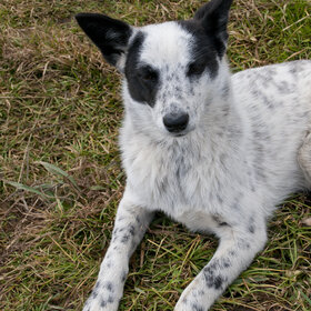 �������� ��������