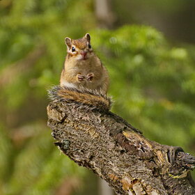 ���� ��������