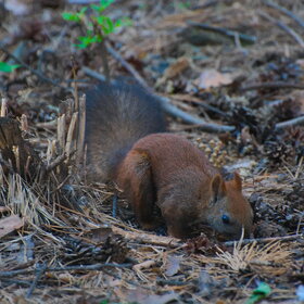 ���� ��������