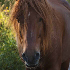 �������� ��������