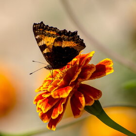 �������