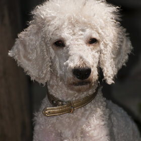 �������� ��������