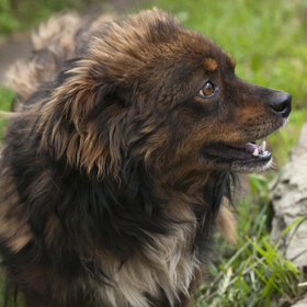 �������� ��������