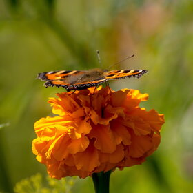 �������