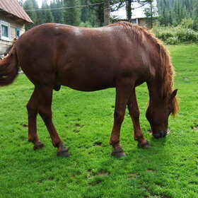 �������� ��������