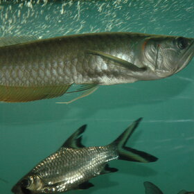 ����� ���